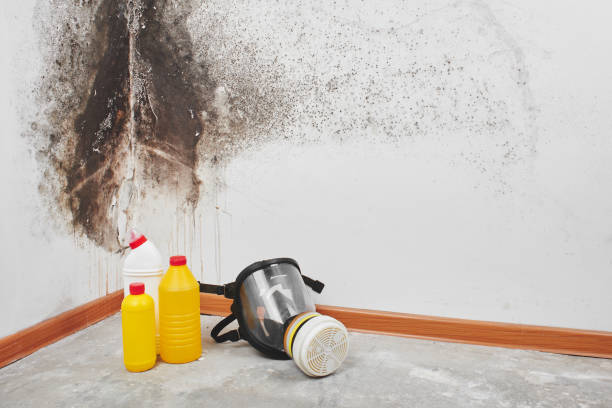 Home Mold Removal in Union Grove, WI