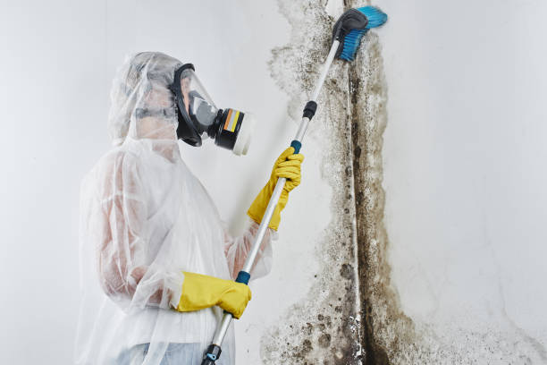 Best Fast Mold Removal  in Union Grove, WI