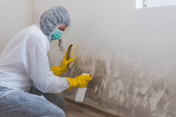 Best Toxic Mold Removal  in Union Grove, WI