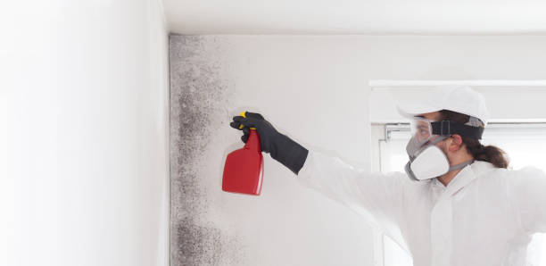 Best Certified Mold Removal  in Union Grove, WI