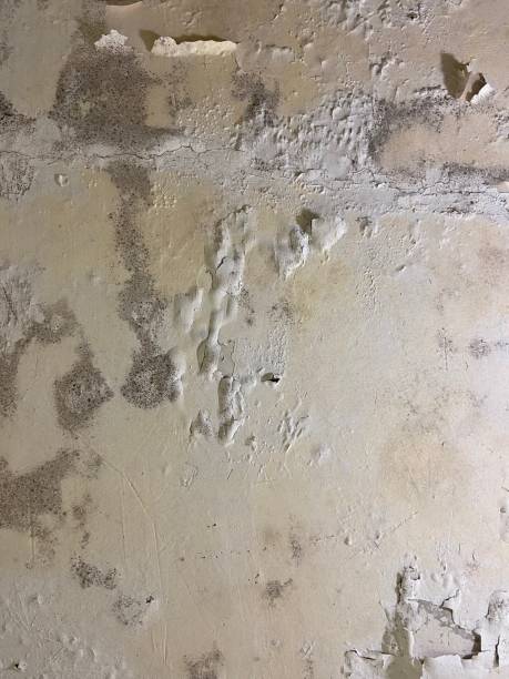 Best Mold Removal Near Me  in Union Grove, WI