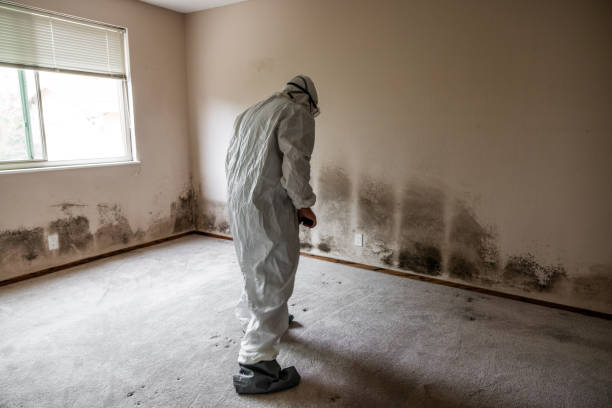 Mold Removal and Inspection in Union Grove, WI