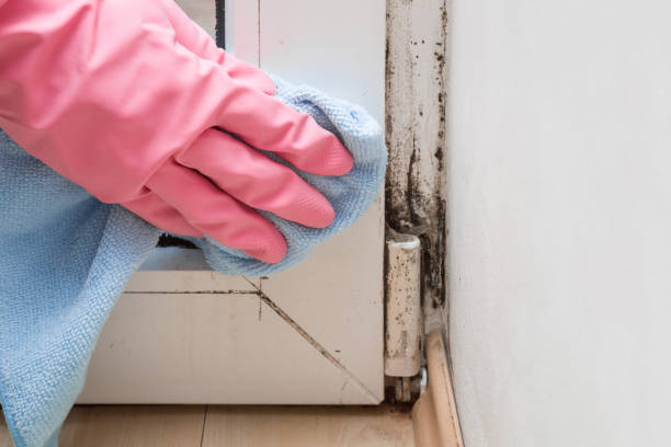 Best Black Mold Removal  in Union Grove, WI