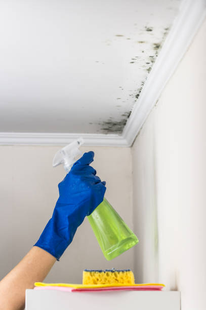 Best Fast Mold Removal  in Union Grove, WI