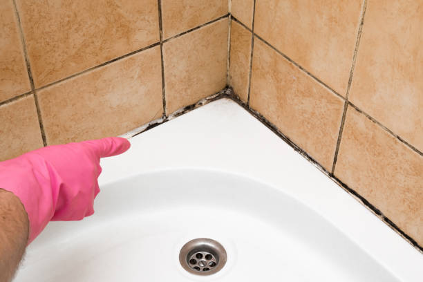 Best Mold Removal Company Near Me  in Union Grove, WI